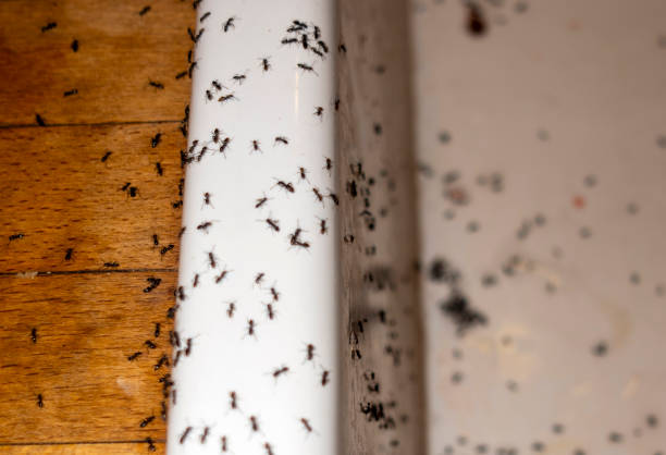 Wildlife Control Services in Dade City, FL
